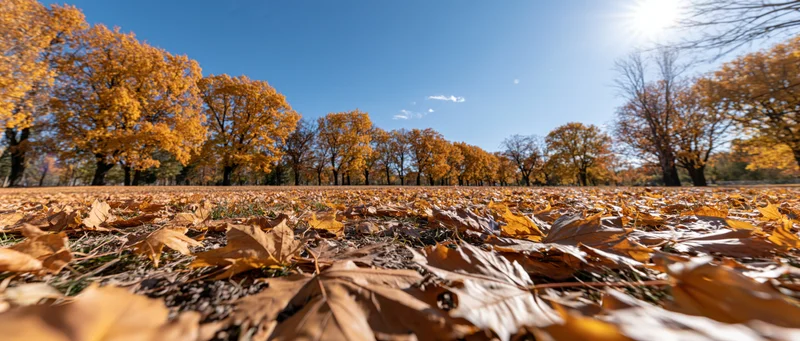 Low ground-level view of autumn park with fallen maple leaves covering the ground under bright sunlight