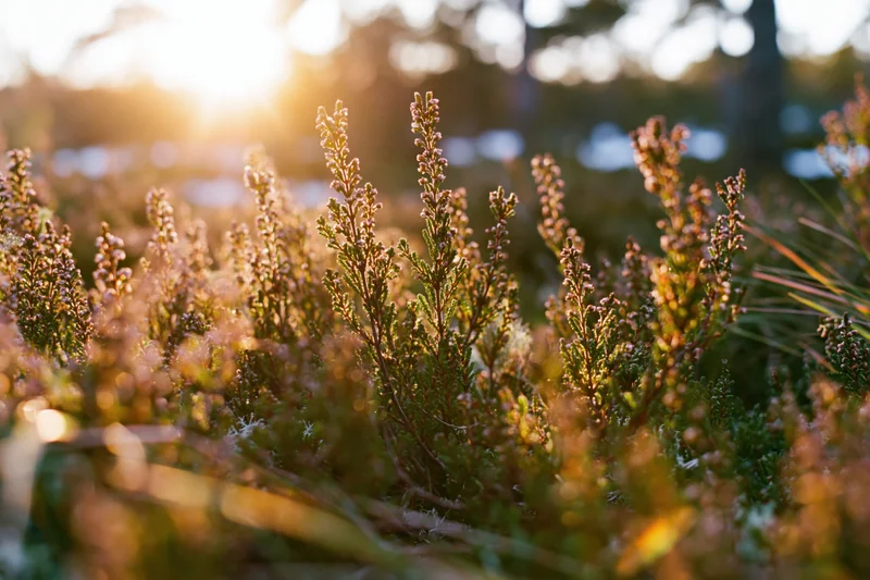 Low wild heather and scrub brush glowing in backlight at sunset in a forest clearing