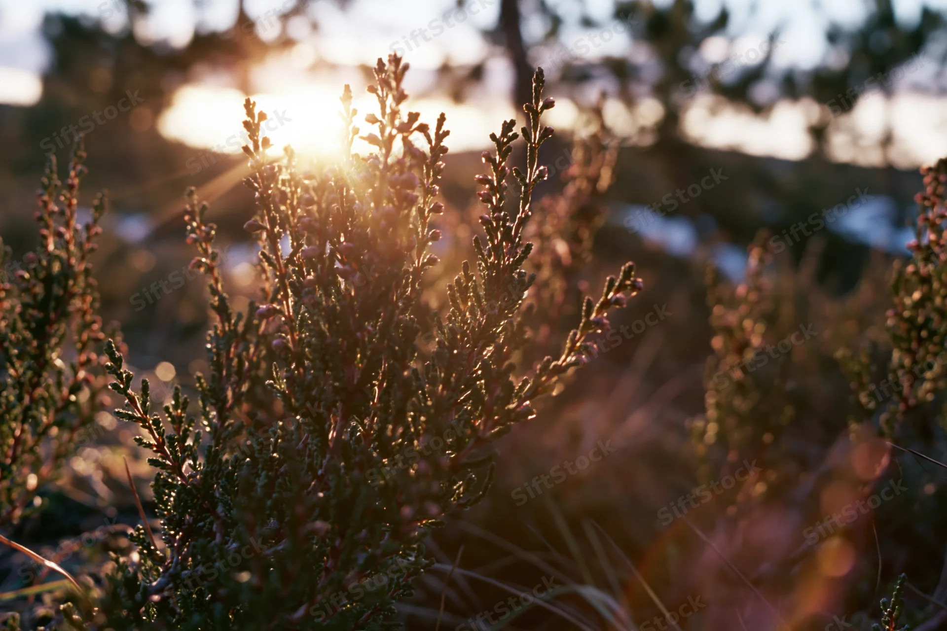 Low heather and scrub brush backlit by the setting sun in a natural outdoor landscape