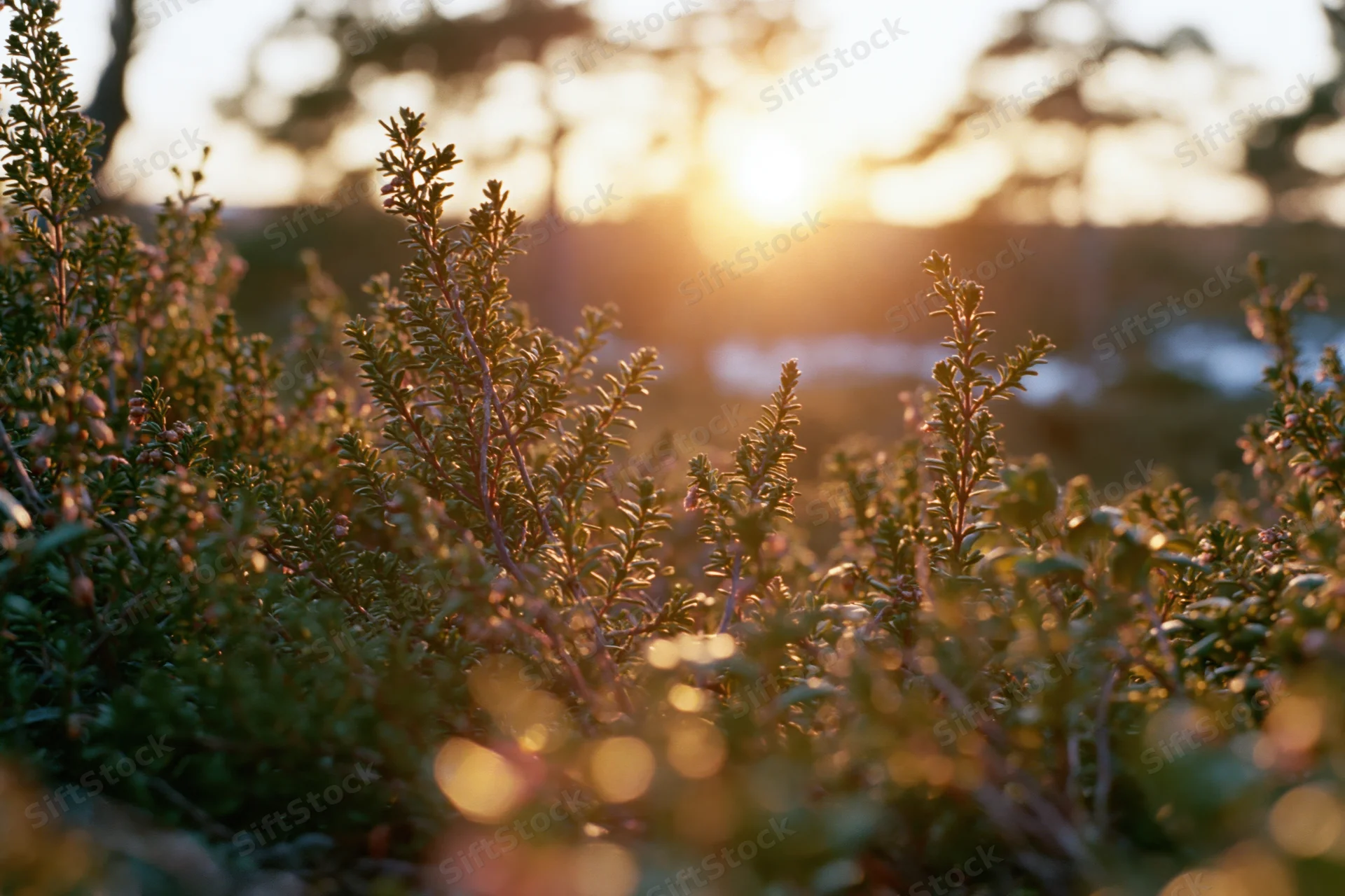 Low wild heather and scrub brush lit from behind by a setting sun in a forest clearing at dusk