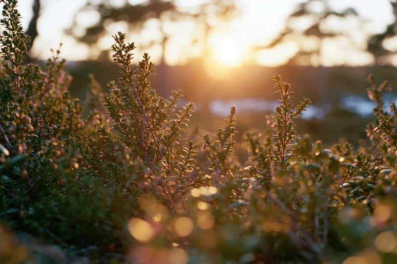 Low wild heather and scrub brush lit from behind by a setting sun in a forest clearing at dusk