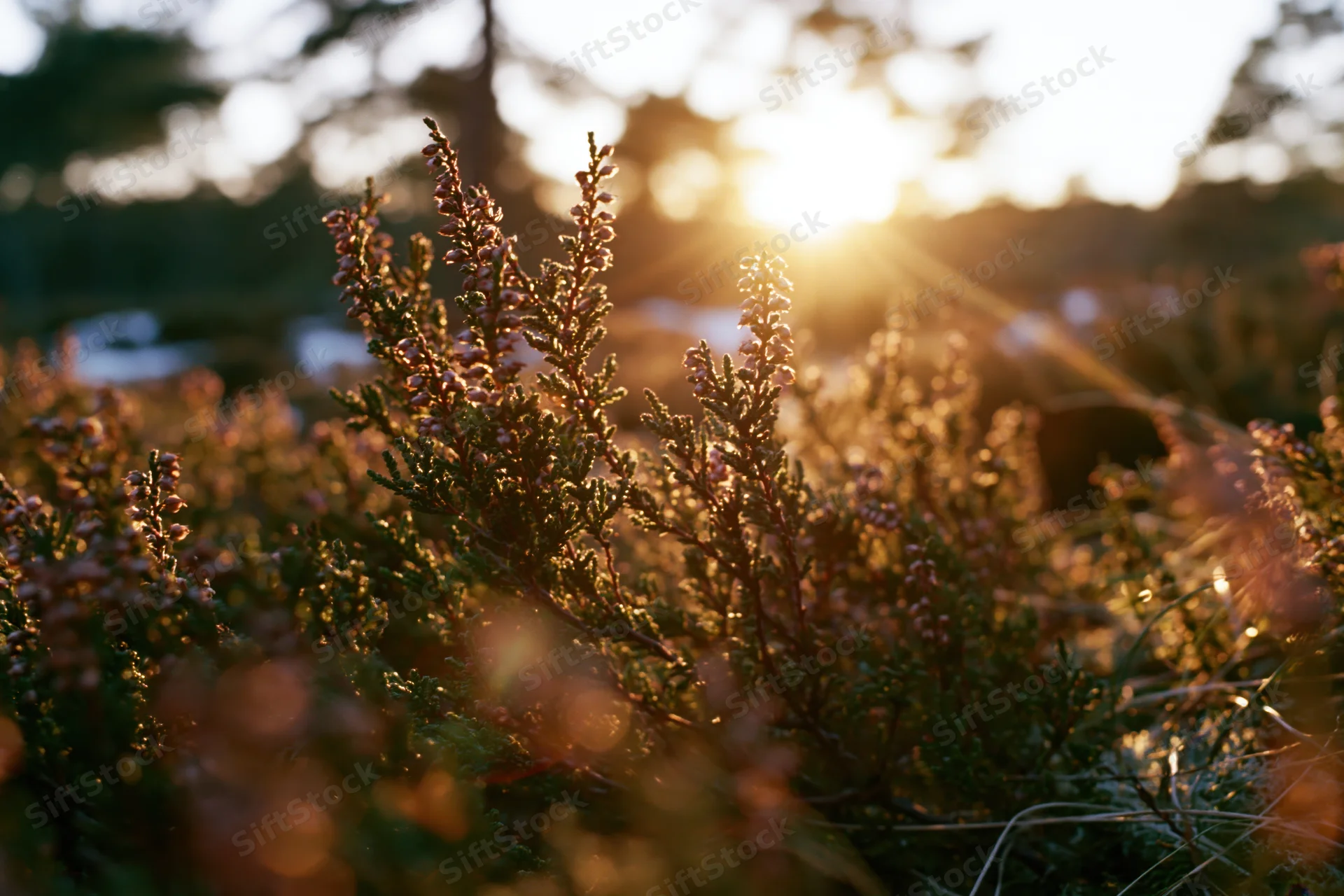 Low wild heather and scrub brush lit from behind by a setting sun in a natural outdoor landscape