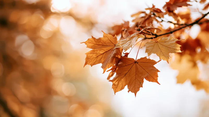 Close-up of maple branch with dried autumn leaves against soft bokeh background