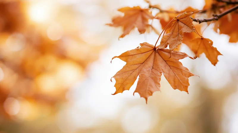 Closeup of dried maple leaves on a branch against a soft blurred autumn background