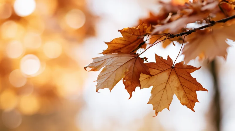 Closeup of dried maple leaves on a branch against a blurred autumn background