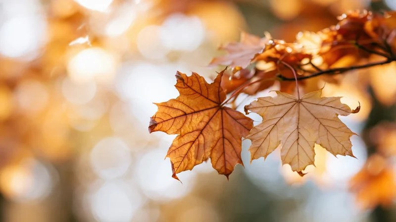 Close-up of maple leaves in autumn on a branch with sunlight and bokeh background