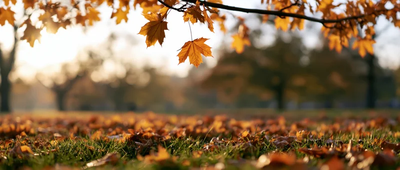 Maple branch with golden-orange autumn leaves hanging over grassy field covered in fallen foliage