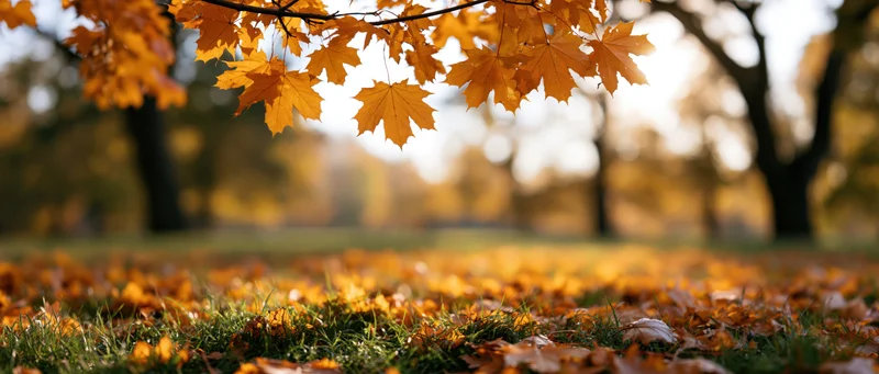 Maple branch with golden-orange autumn leaves hanging over grassy ground covered in fallen foliage in a park