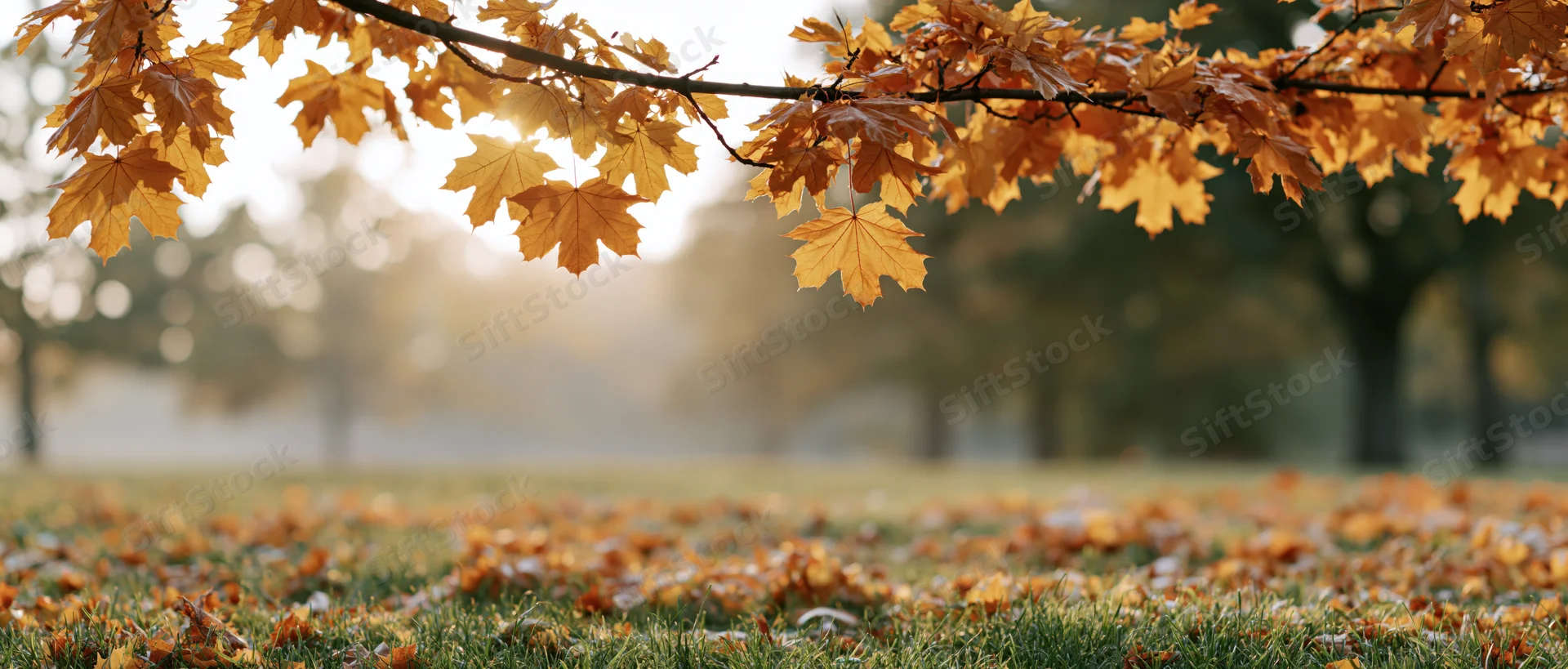 Maple branch with golden-orange autumn leaves hanging over a grassy field covered in fallen foliage in a park at sunrise