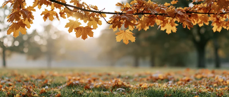 Maple branch with golden-orange autumn leaves hanging over a grassy field covered in fallen foliage in a park at sunrise