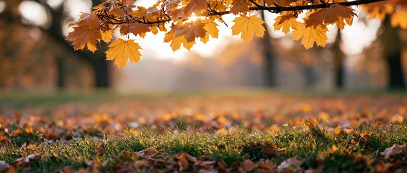 Maple branch with golden-orange autumn leaves hanging over grassy field covered in fallen foliage