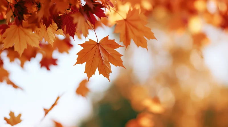Maple leaves drifting in midair against a bright sky with soft bokeh background