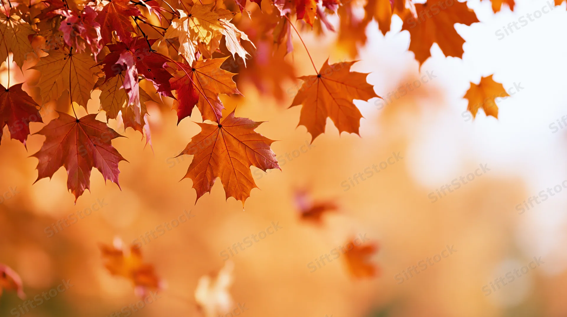 Maple leaves drifting in midair against a soft blurred autumn background