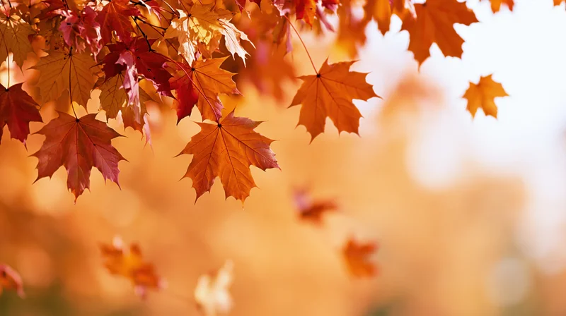 Maple leaves drifting in midair against a soft blurred autumn background