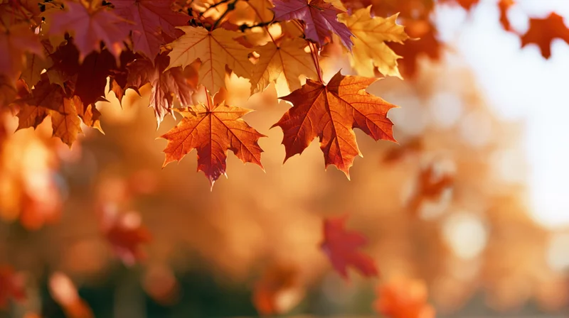 Maple leaves in autumn colors drifting in mid-air against a soft blurred background