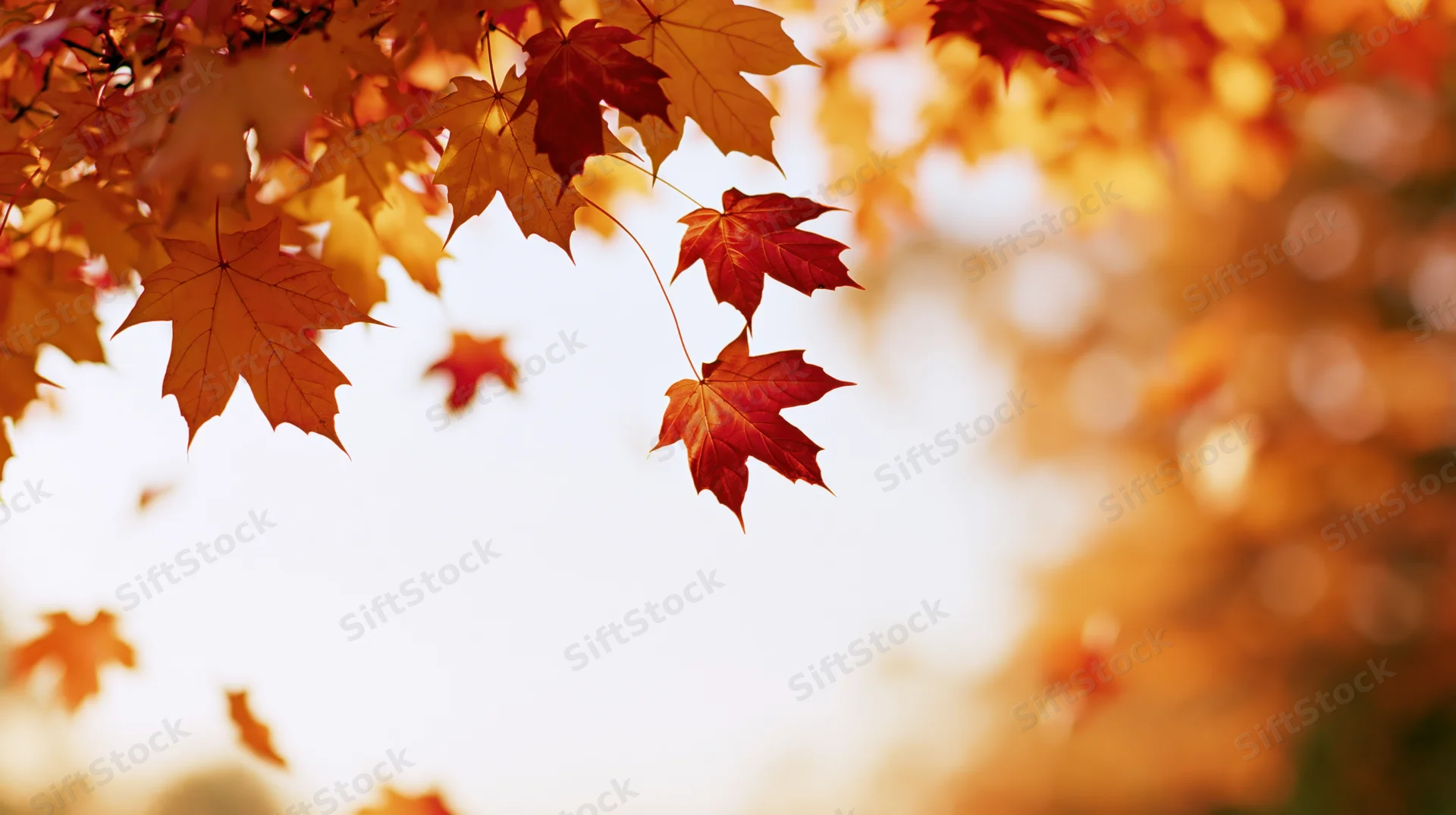 Maple leaves drifting in midair against a bright sky with soft bokeh background
