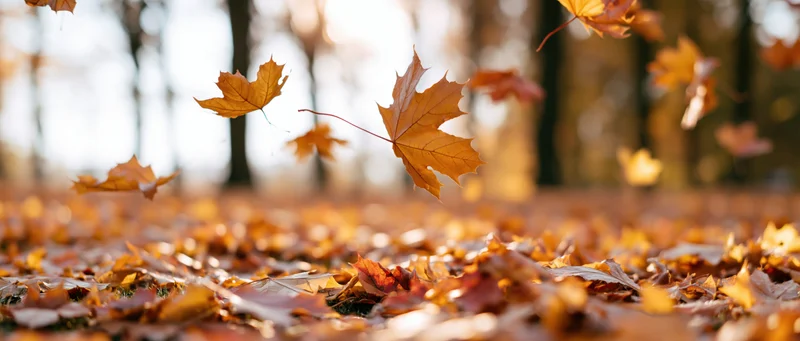 Maple leaves falling midair above a carpet of fallen leaves in a forest during autumn