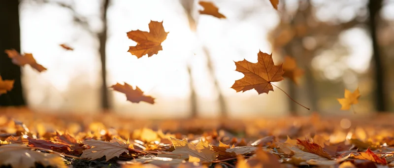 Maple leaves falling in a forest during autumn, illuminated by sunlight with a carpet of leaves on the ground
