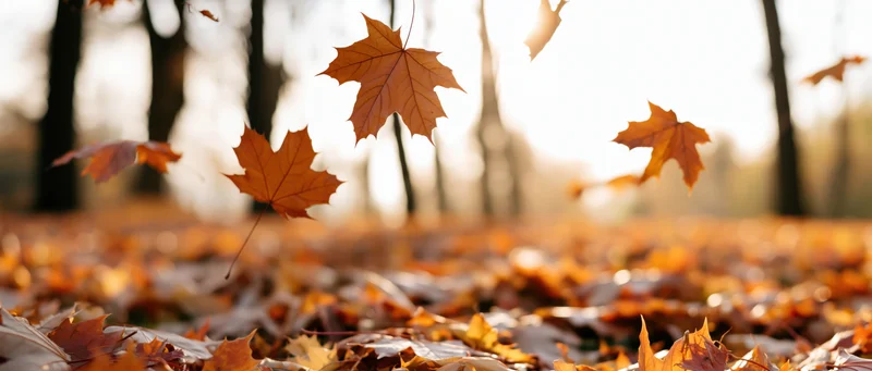 Maple leaves falling mid-air above a carpet of fallen foliage in a sunlit forest