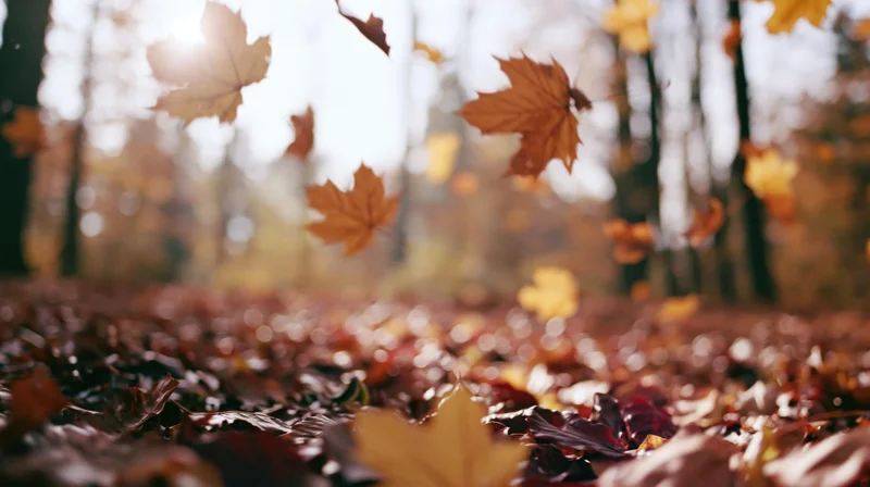 Maple leaves falling and drifting mid-air in an autumn forest with sunlight filtering through trees
