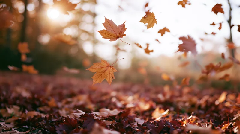 Maple leaves falling and drifting mid-air in an autumn forest