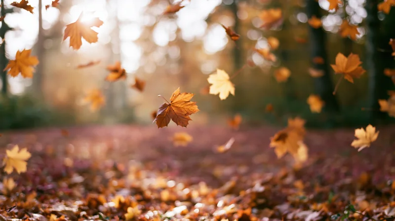 Maple leaves falling midair in an autumn forest with sunlight filtering through trees
