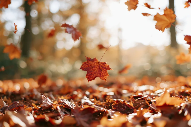 Maple leaves falling and scattered across a forest floor in autumn