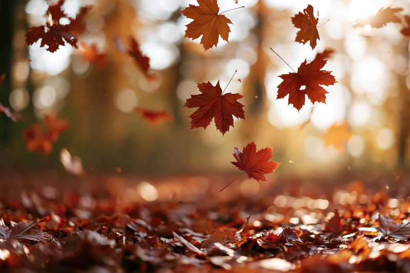 Maple leaves falling and scattered across a forest floor in autumn sunlight