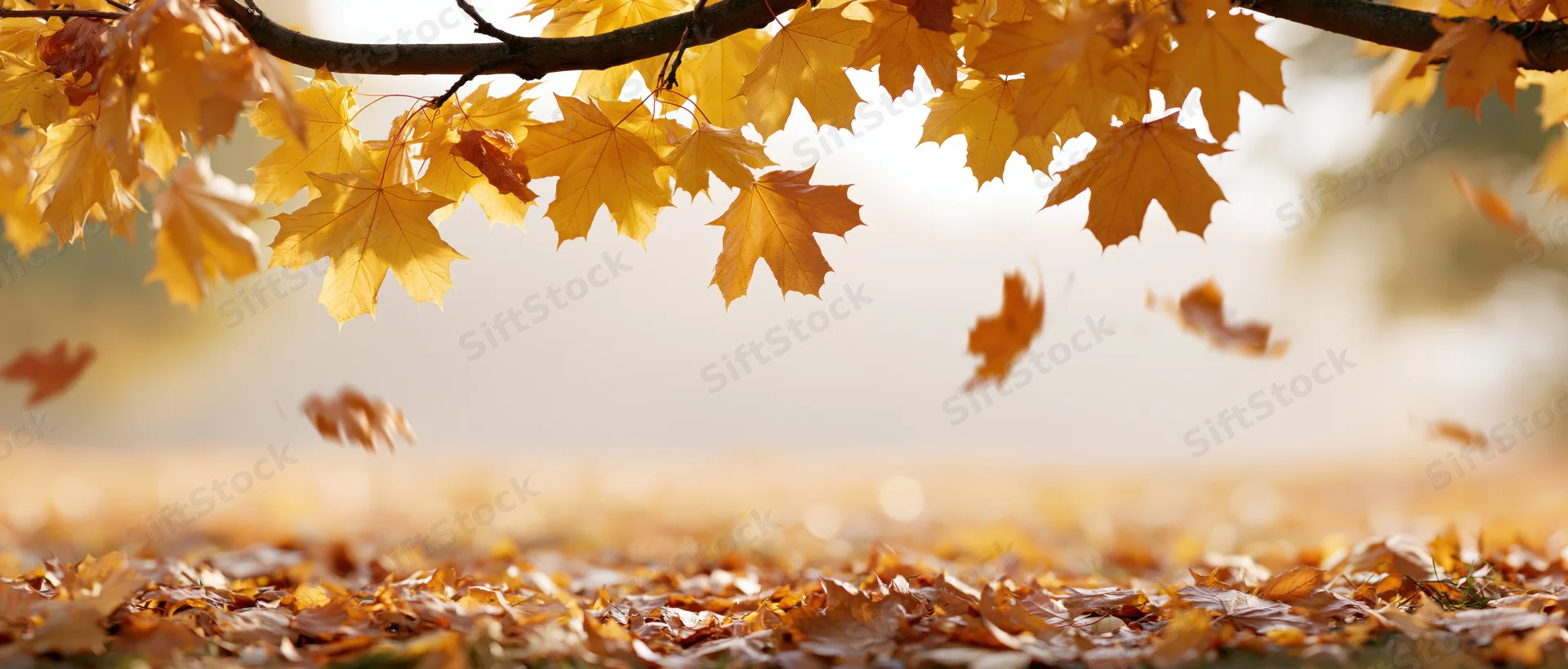 Maple leaves falling from a branch over a carpet of fallen leaves in an autumn park