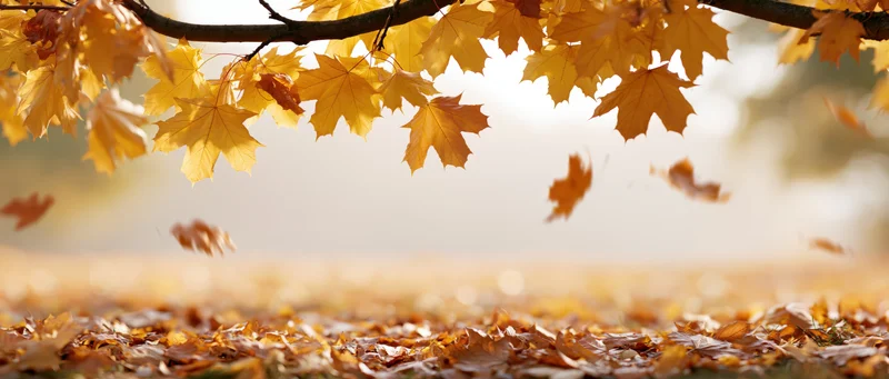 Maple leaves falling from a branch over a carpet of fallen leaves in an autumn park