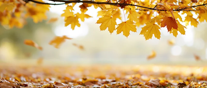 Maple leaves falling from a branch over a carpet of fallen leaves in an autumn park