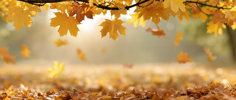 Maple leaves falling from a tree branch in an autumn park with sunlight filtering through