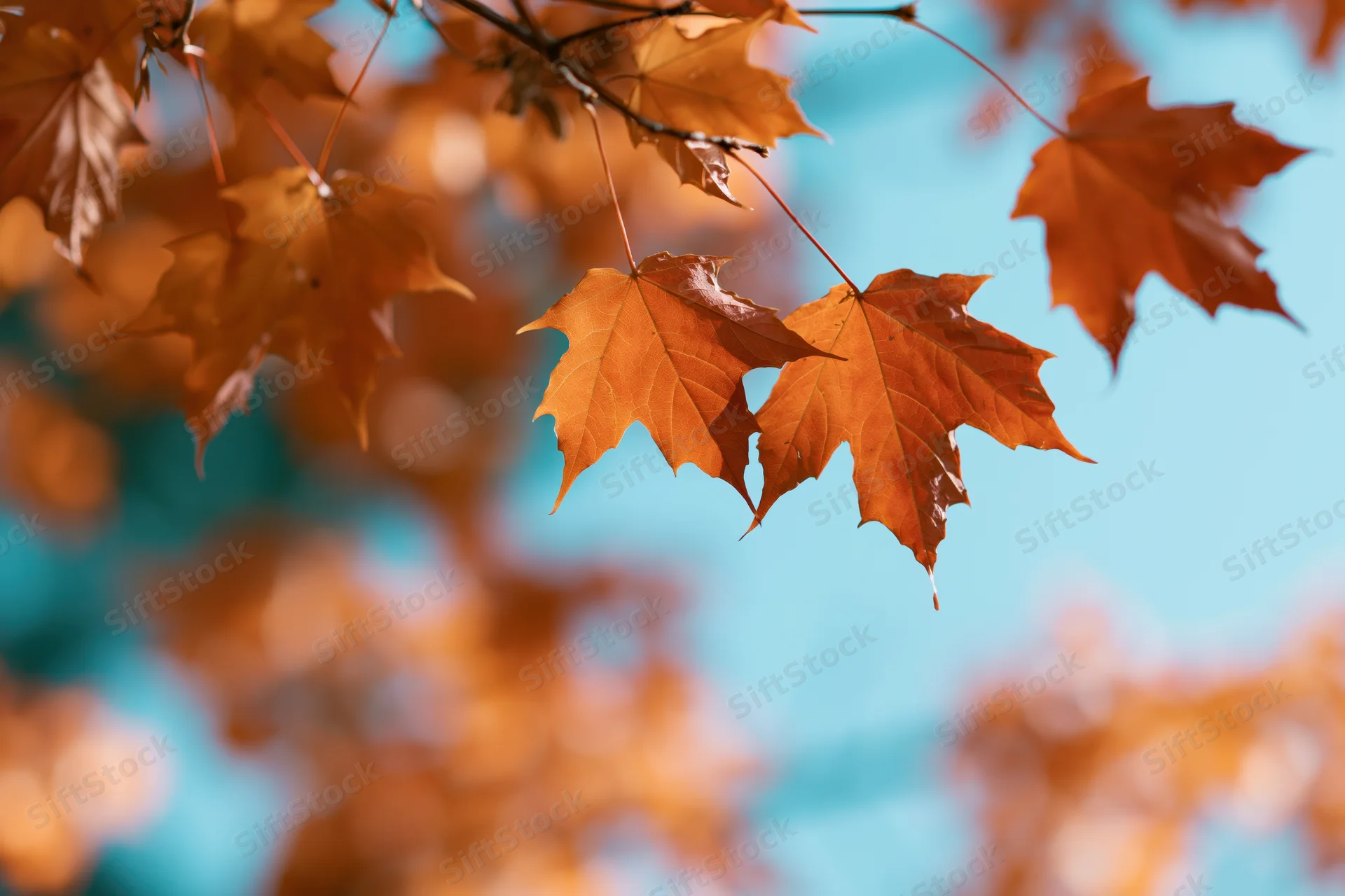Maple leaves in peak autumn color hanging from thin branches against a blue sky