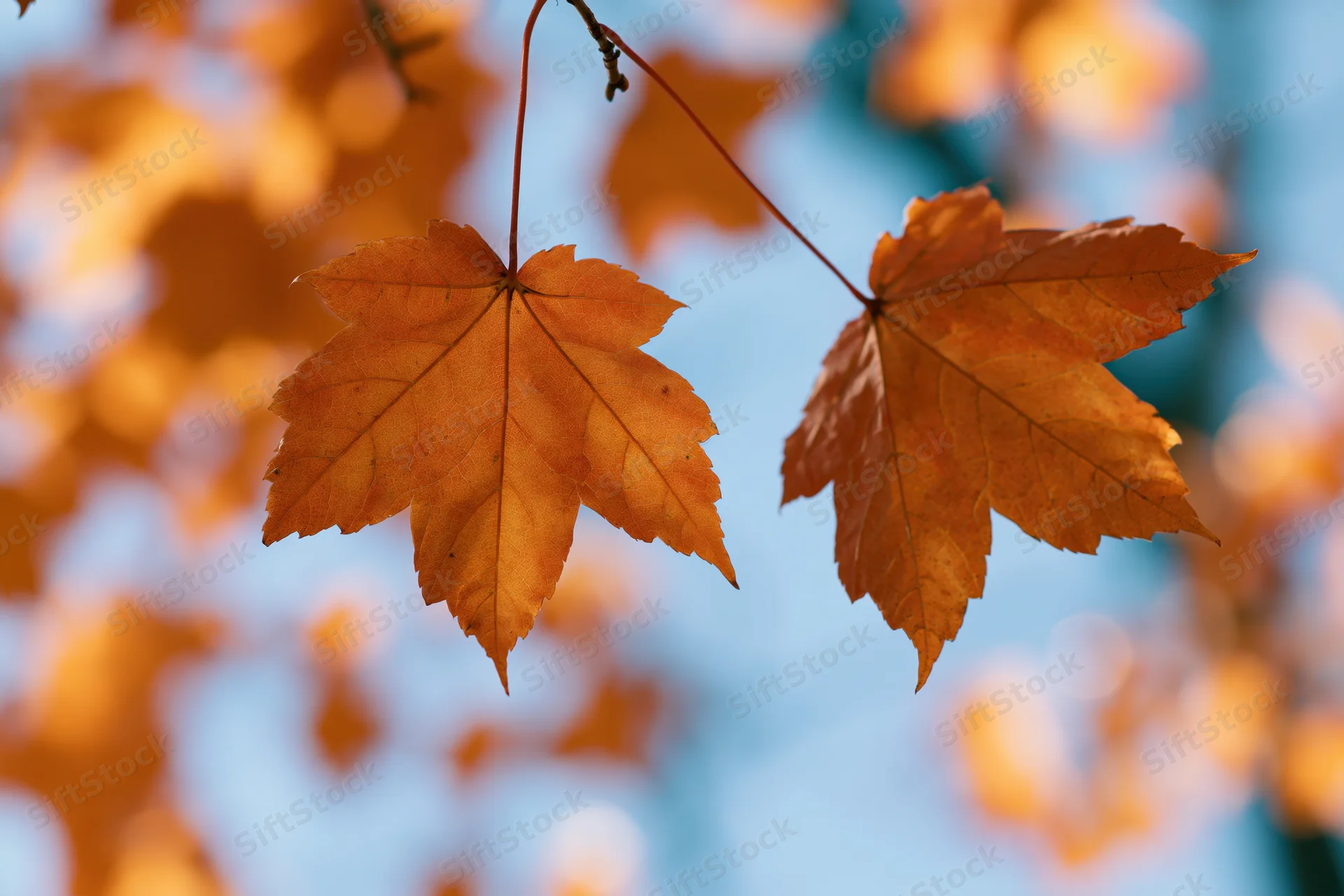 Two orange maple leaves hanging from thin branches against a blue sky with blurred autumn foliage in the background