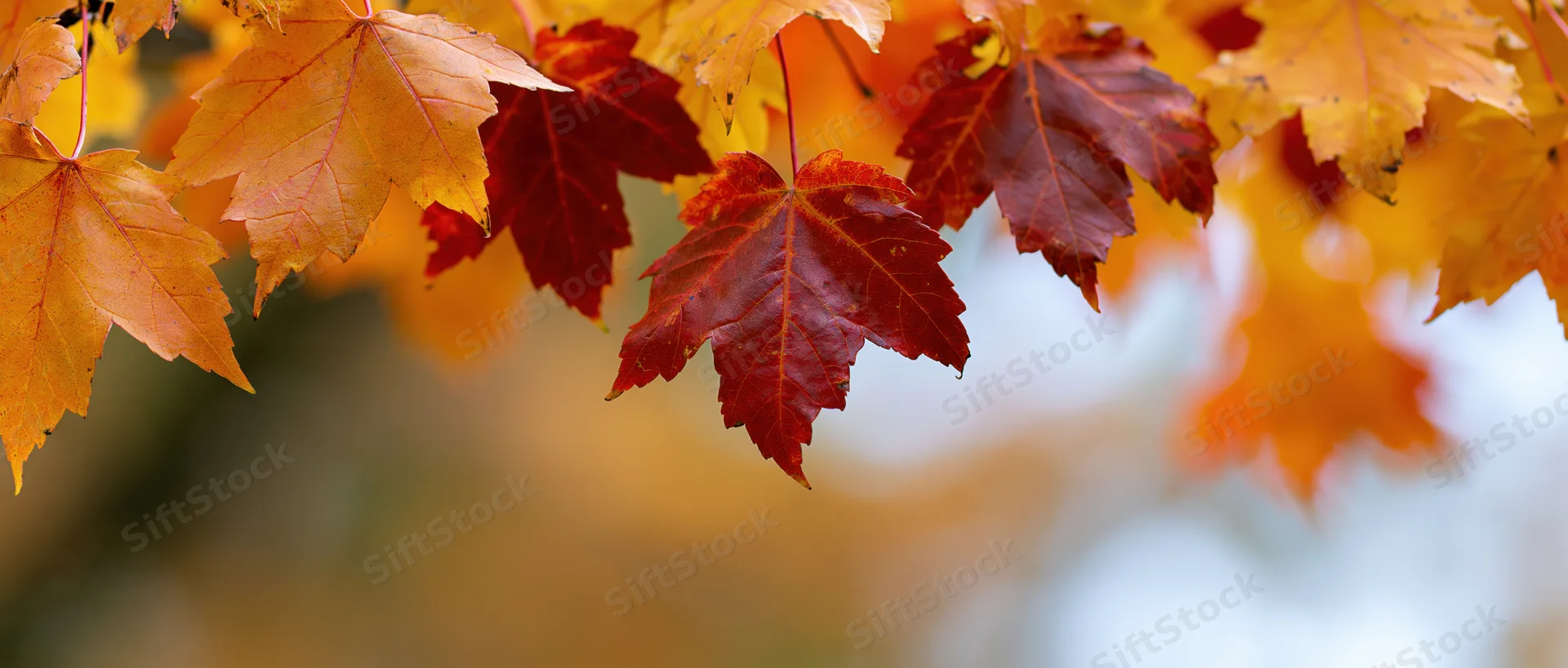 Maple leaves in peak autumn color hanging from a branch with blurred background