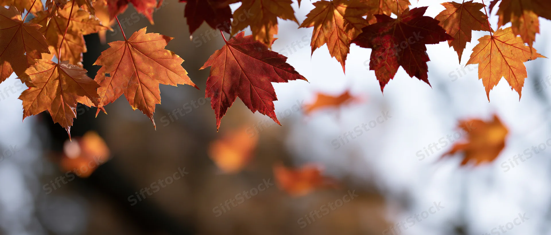 Maple leaves in peak autumn color hanging from a branch against a blurred sky background