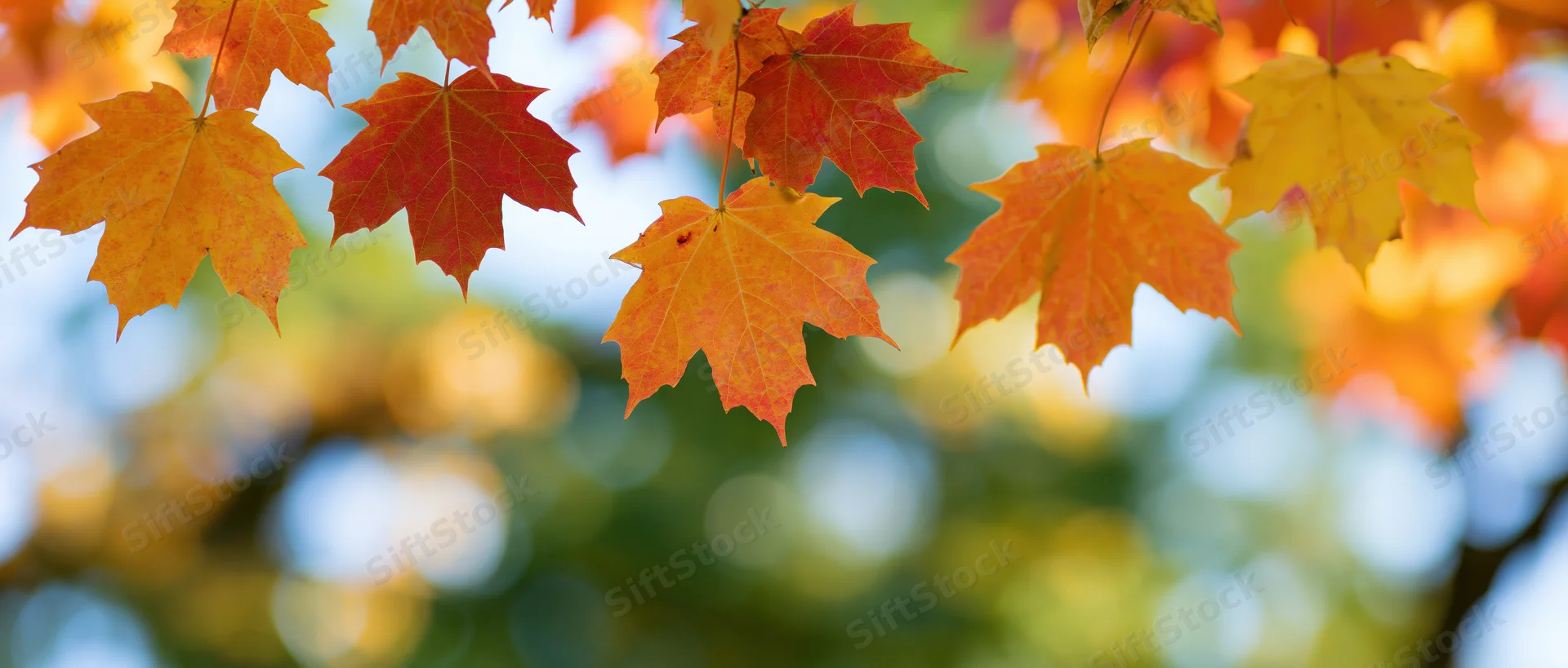 Maple leaves in peak autumn color hanging from a branch against a blurred outdoor background