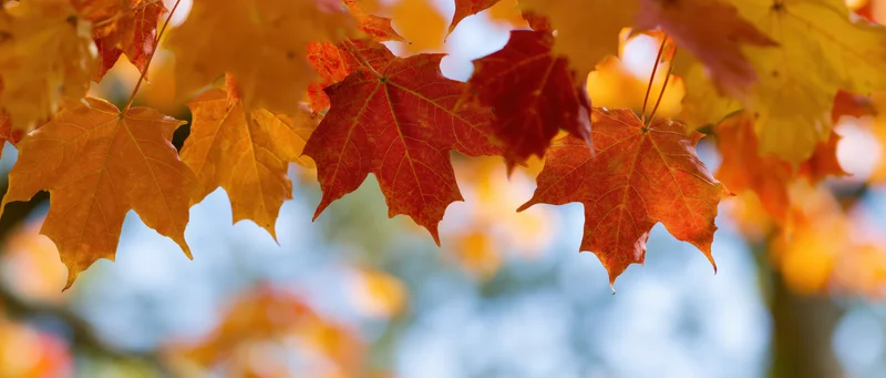 Maple leaves in peak autumn color hanging from a branch against a blurred blue sky