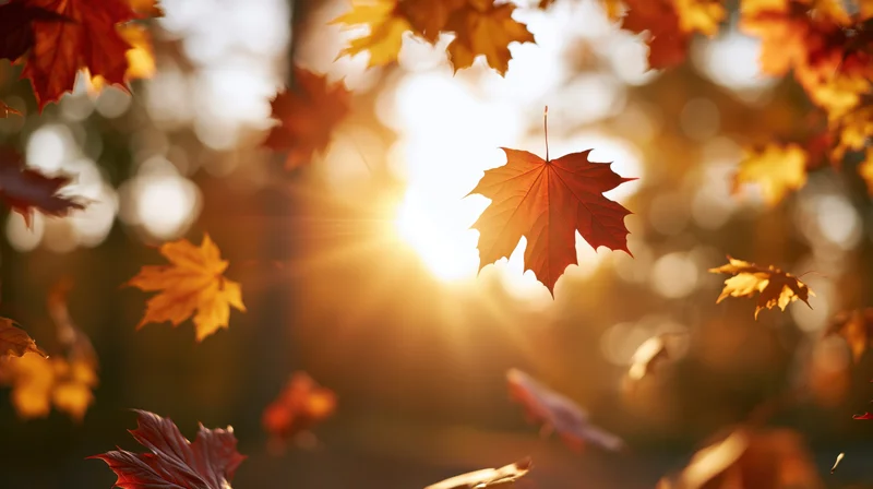 Maple leaves floating in autumn sunlight through a forest canopy