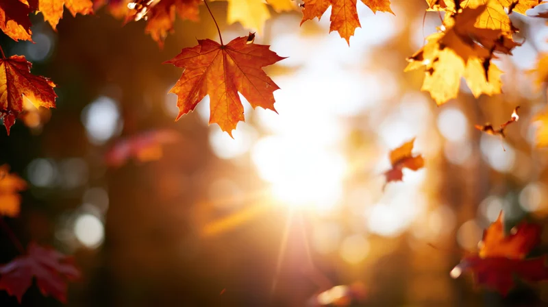Maple leaves floating in autumn sunlight through a forest canopy