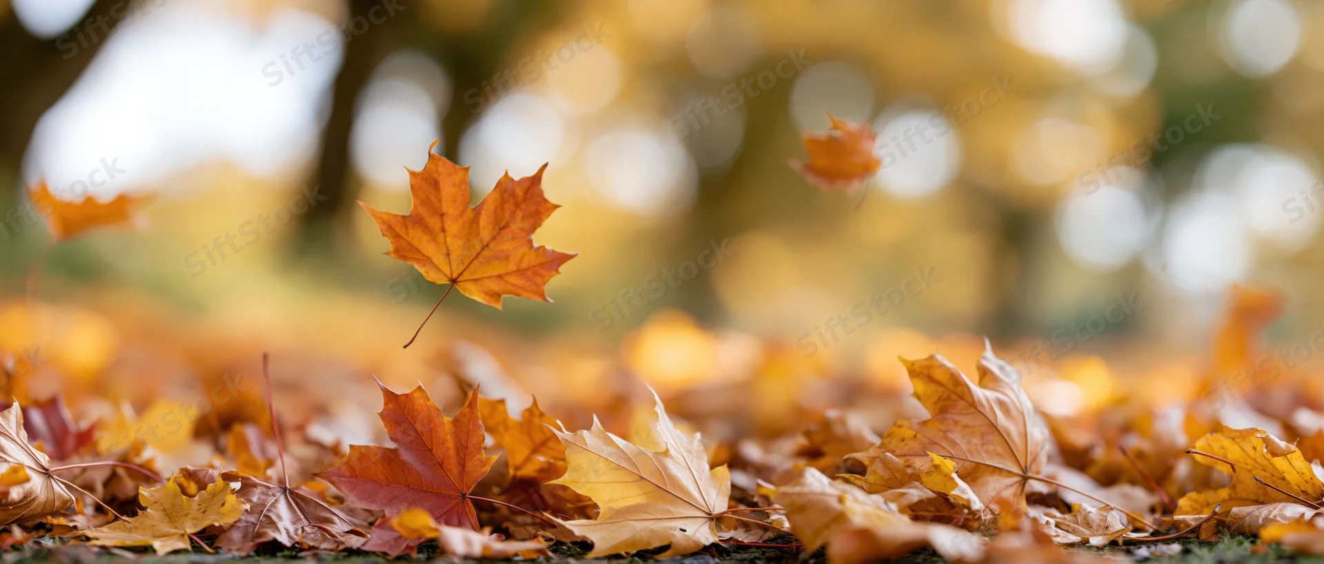 Maple leaves falling and scattered on ground in autumn forest