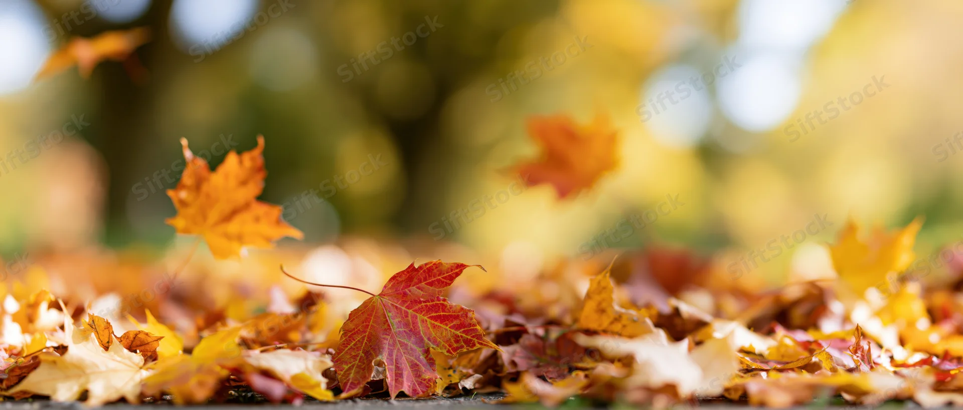 Maple leaves scattered on ground in autumn forest setting