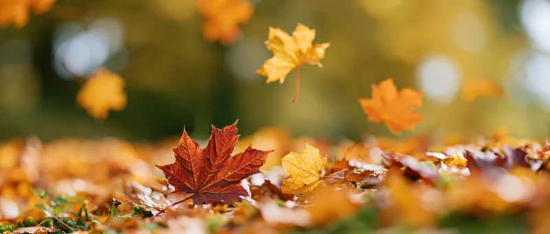 Maple leaves scattered on the ground in autumn with some floating in the air