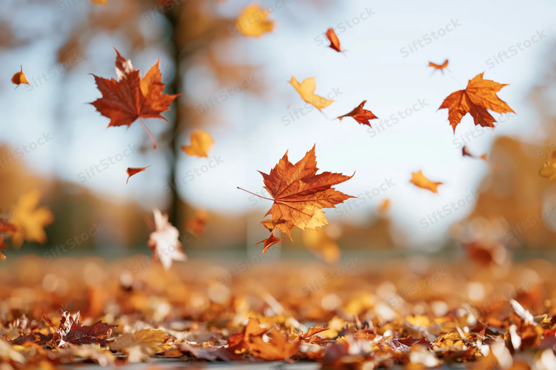 Maple leaves swirling in autumn air above a carpet of fallen foliage in a park