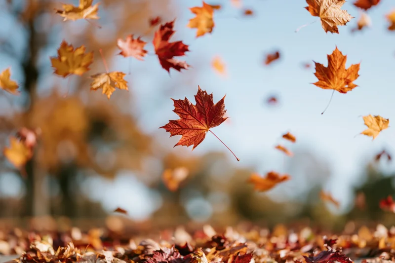 Maple leaves swirling in midair above a carpet of fallen foliage in autumn park