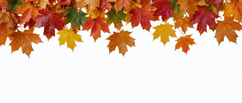 Maple leaves in red orange yellow and green arranged along the top edge against white background