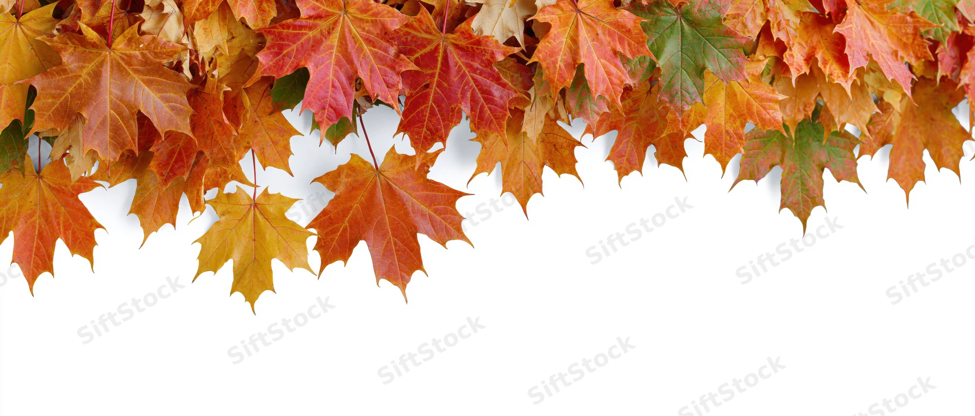 Maple leaves in autumn colors arranged along the top edge against a white background with copyspace below