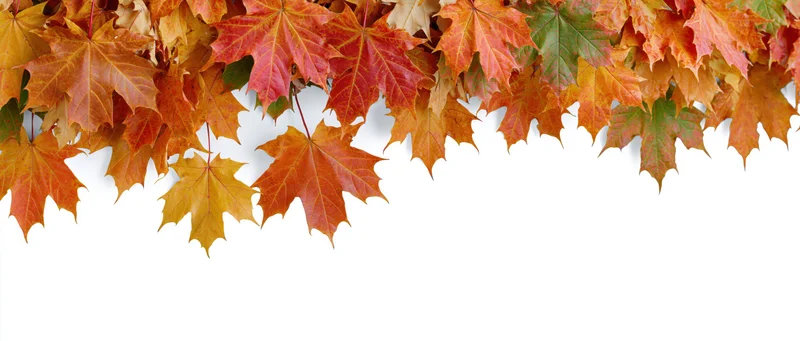Maple leaves in autumn colors arranged along the top edge against a white background with copyspace below