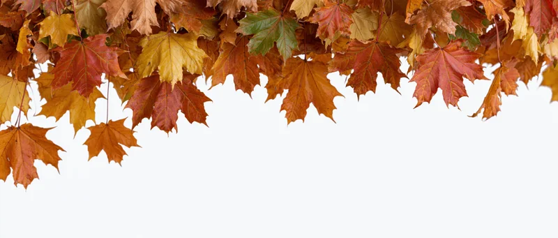 Maple leaves in autumn colors arranged along the top edge against white background