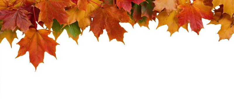 Maple leaves in red orange yellow and green arranged along the top edge against white background